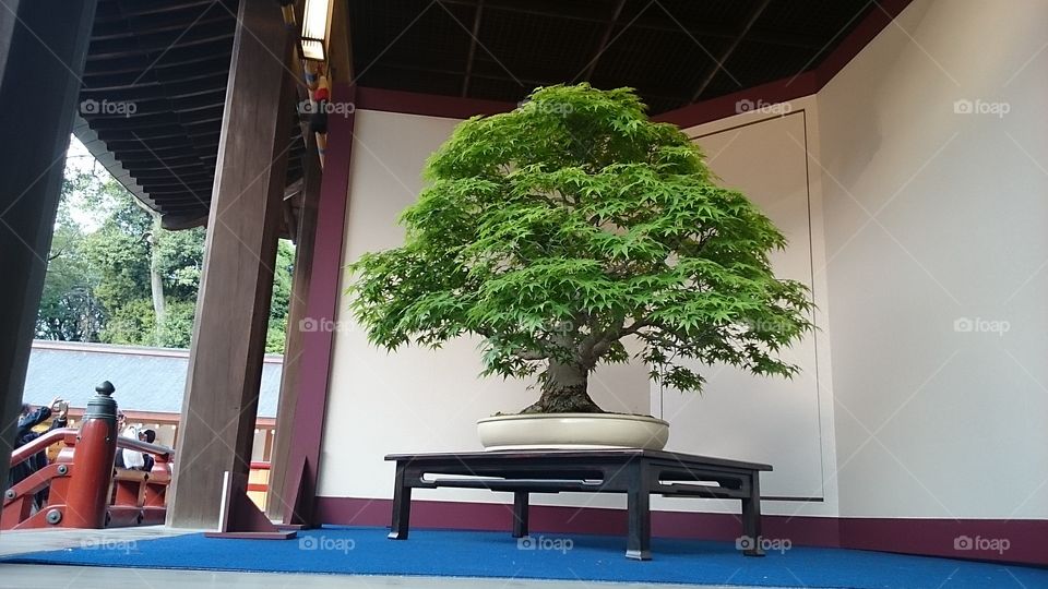 gardern bonsai