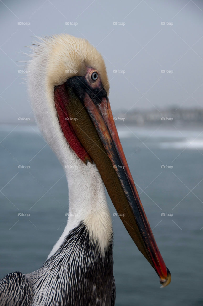 Pelican on the pier in San Diego California