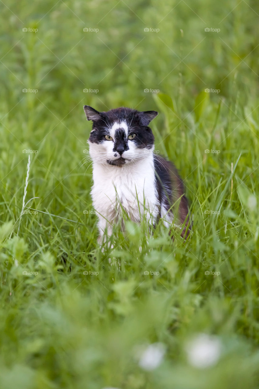 Cute kitty in the garden