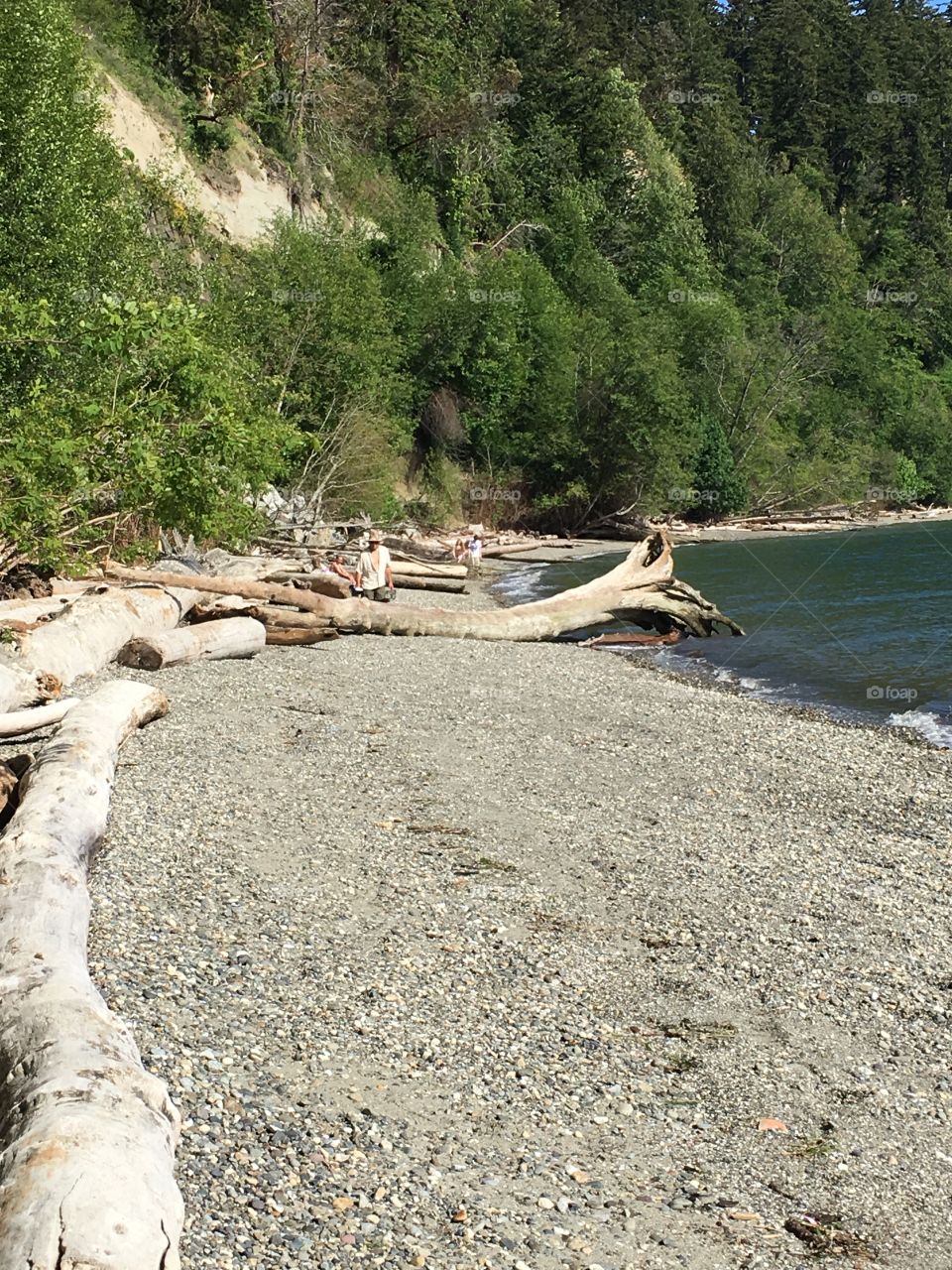 Pacific Northwest Beach Scenes Driftwood