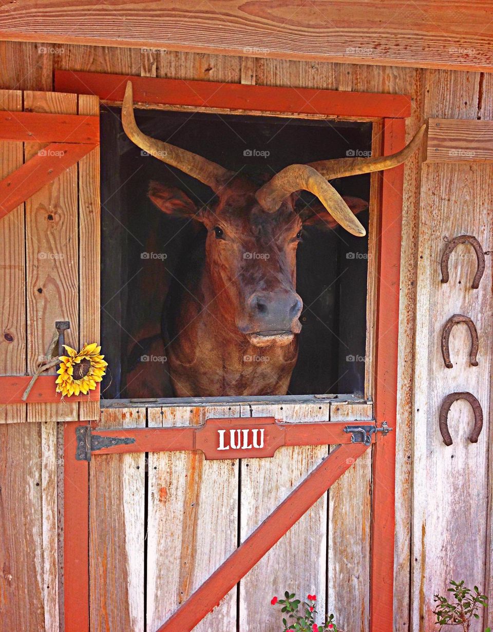 Lulu the three horned cow.