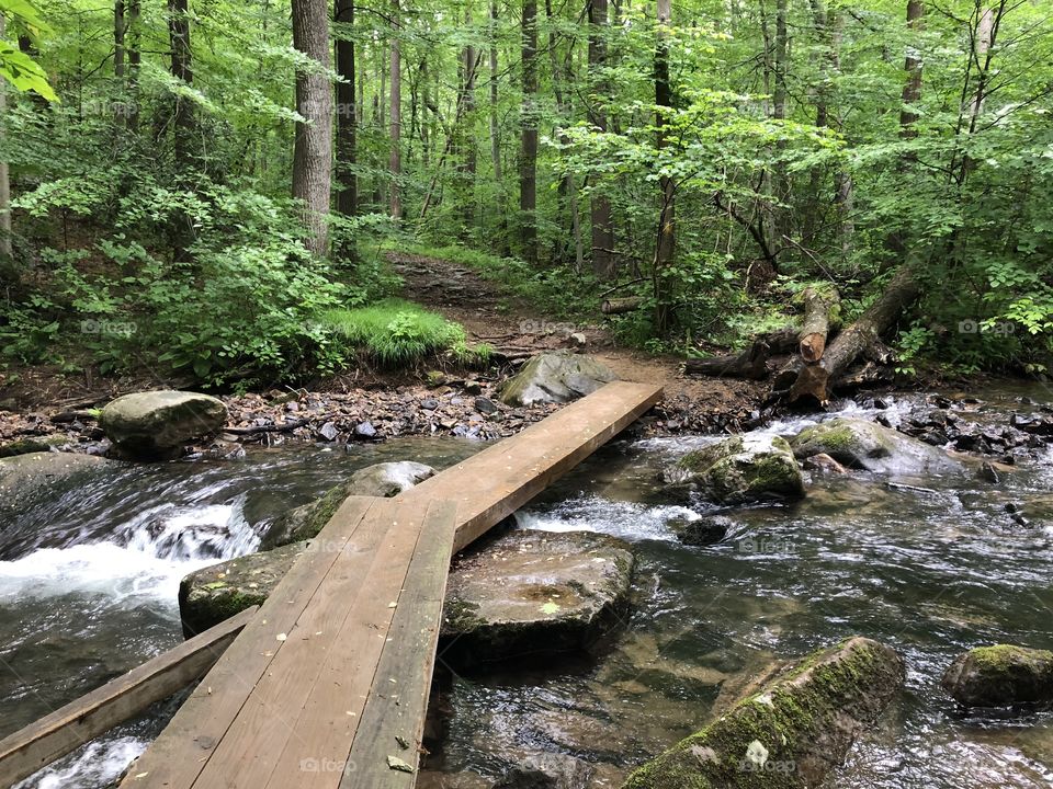 Path across woodland stream. 