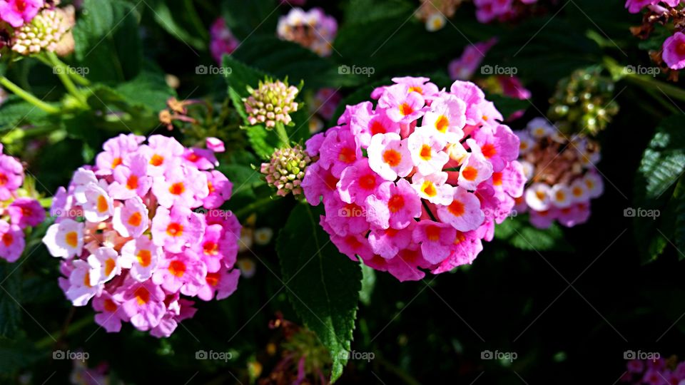 Tiny Pink and white flowers . Small pink and white flowers blooming on a neighbor's bush.