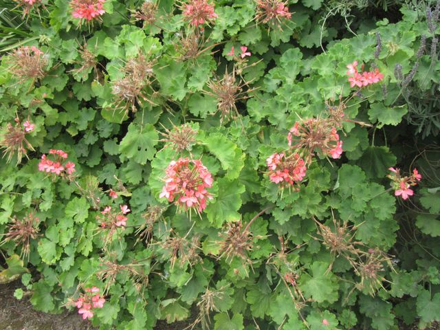 pink flowers