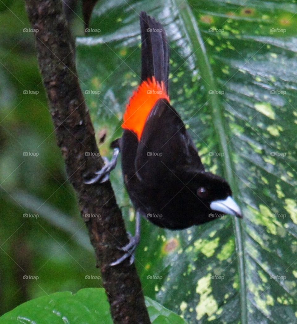 Bird on a branch