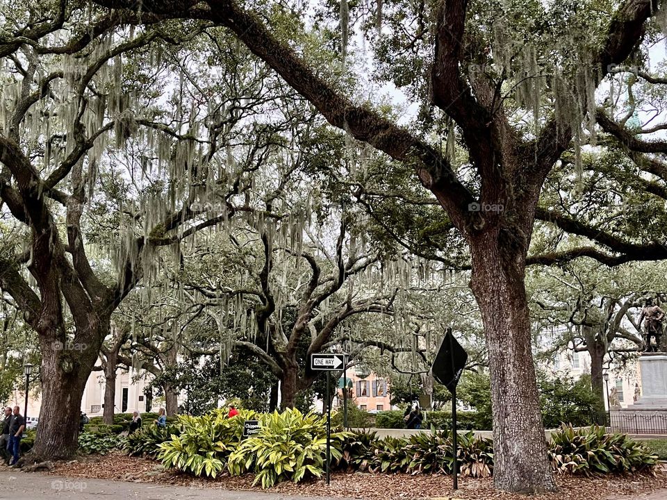 Savannah, Georgia is a striking city made up of historic squares full of live oaks and Spanish moss 