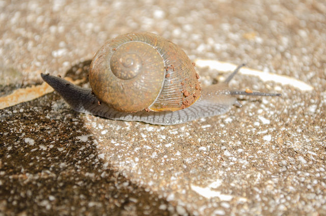 Crawling Shell Snail