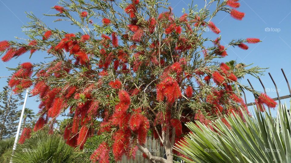 Strauch voller Blüten