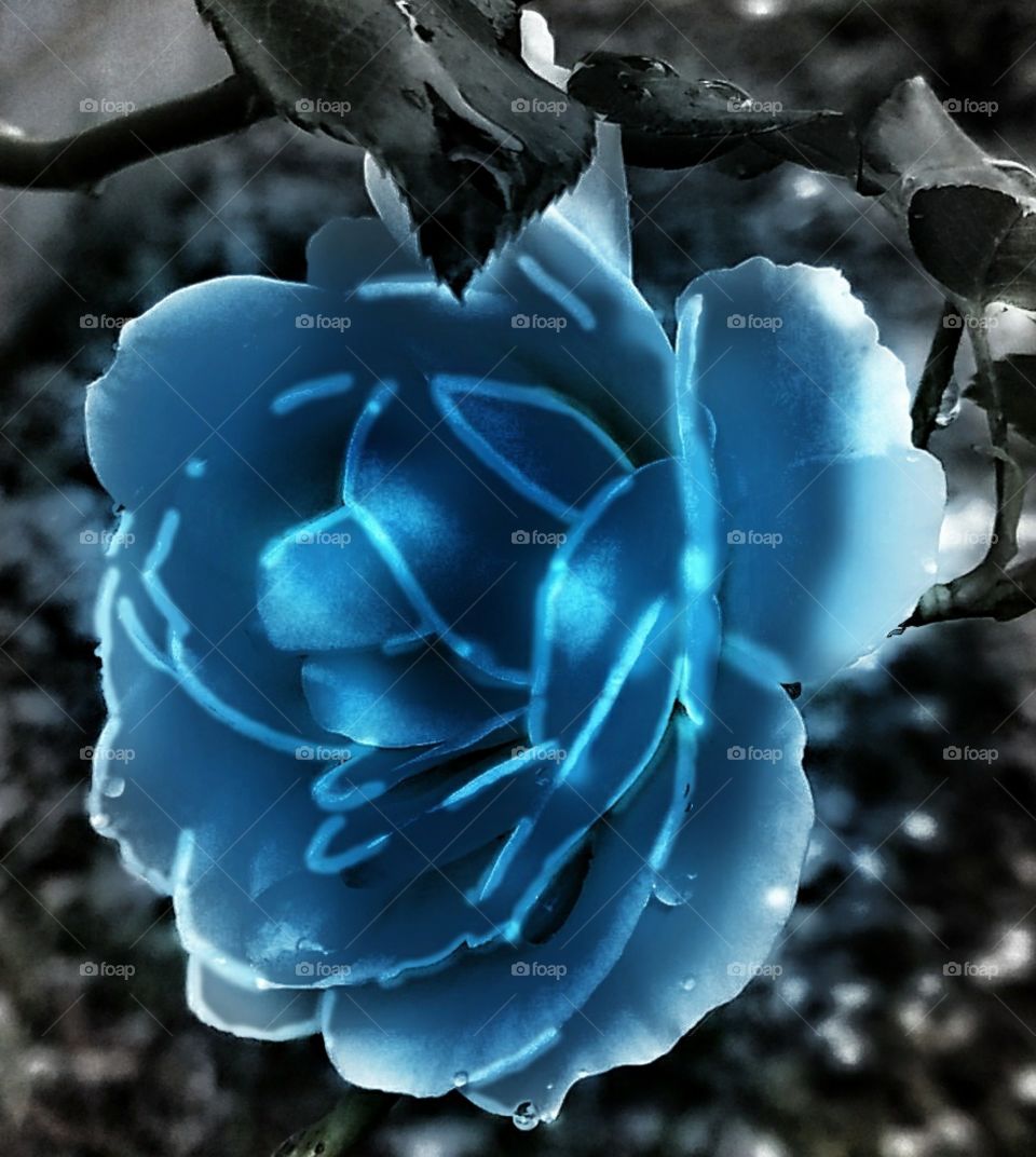 Blue rose