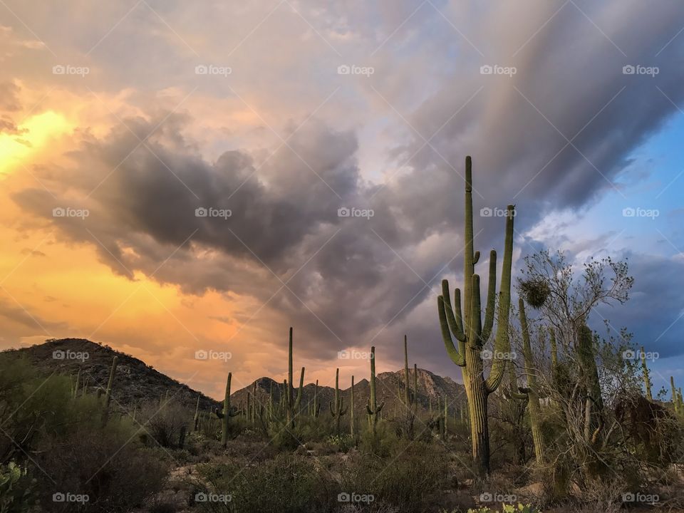 Desert Sunset Landscape 