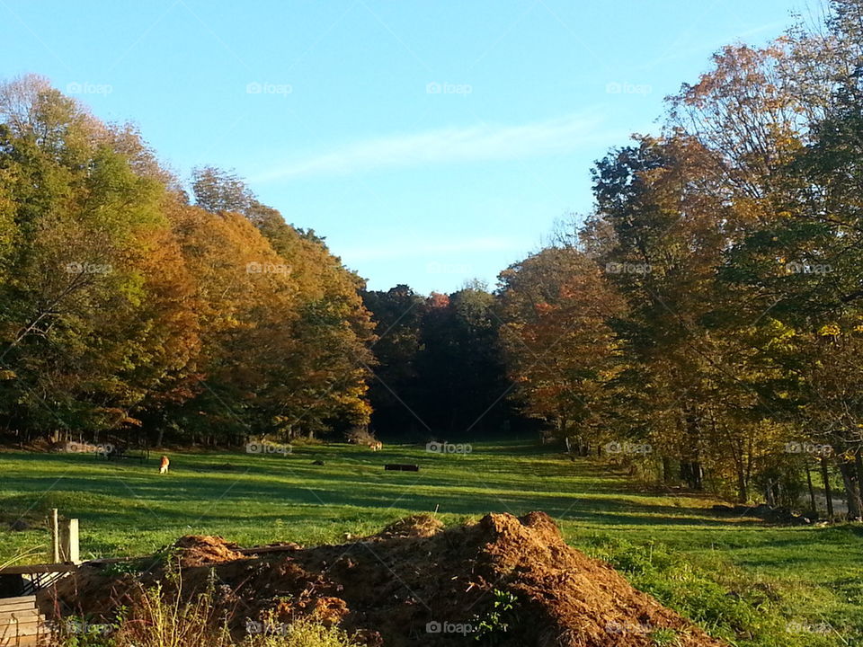Fall on the farm