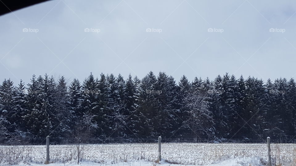 snowy pine