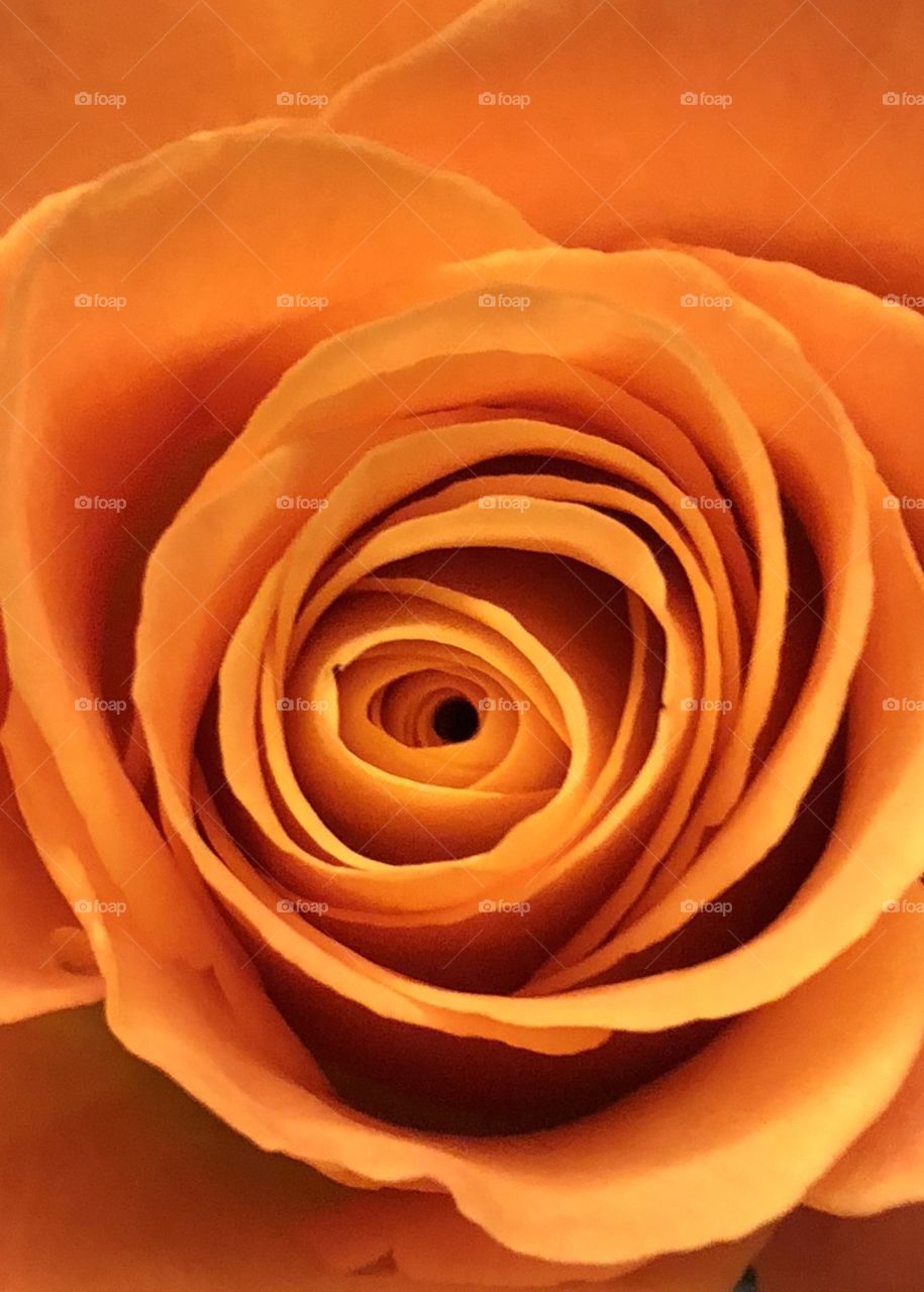 Orange rose