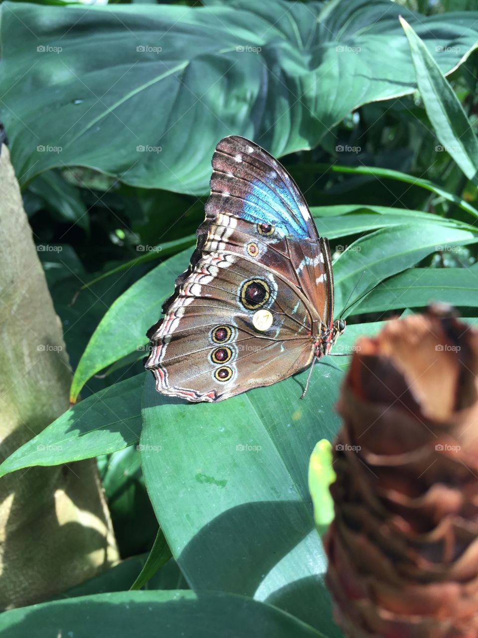 Blue morpho butterfly closeup showcasing a torn wing to reveal inside beauty. 