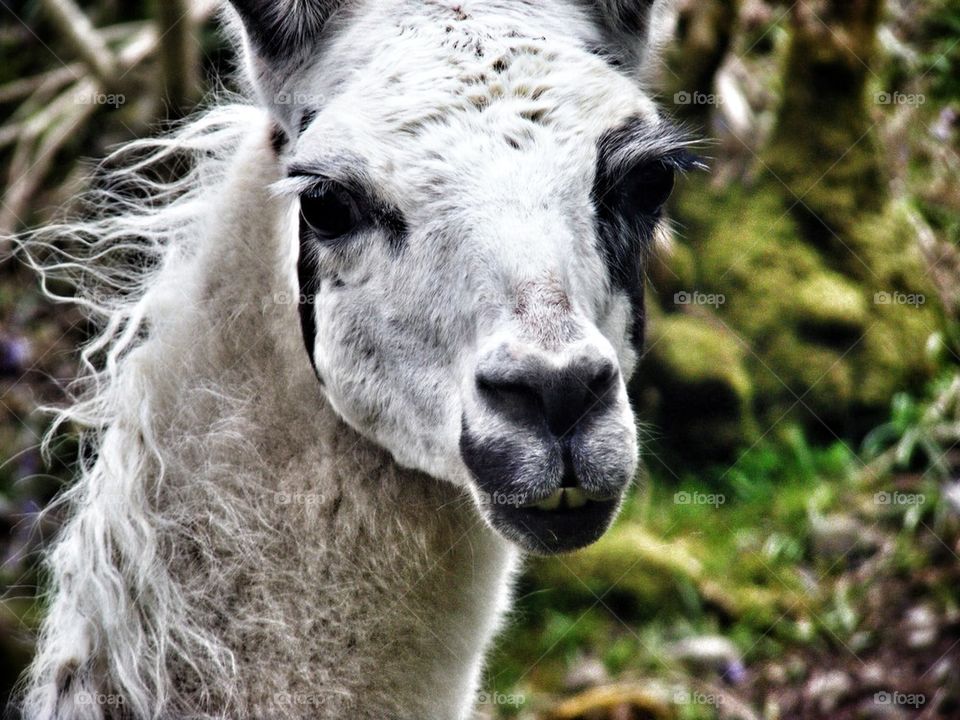 Llama