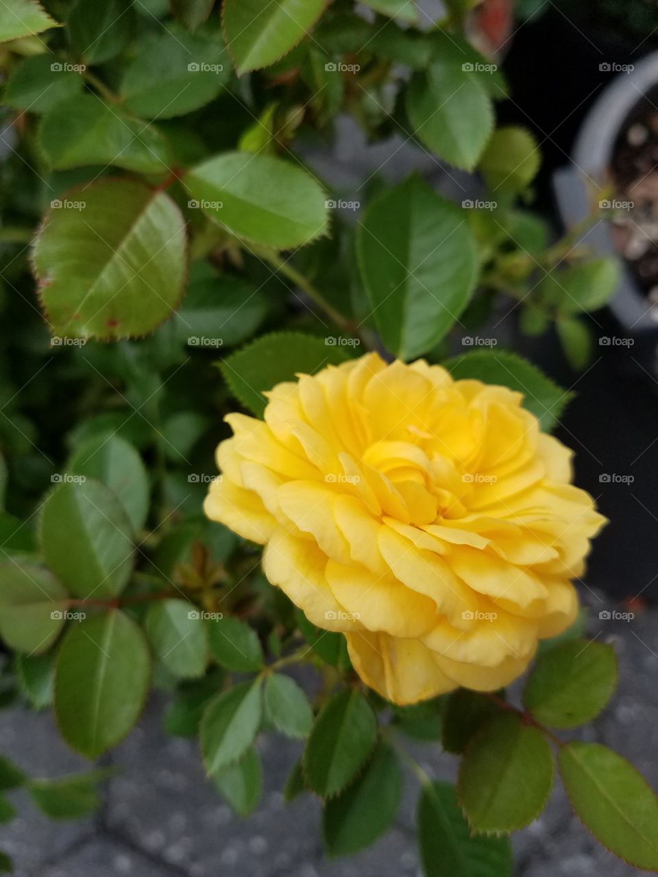 Yellow flower from a lower angle