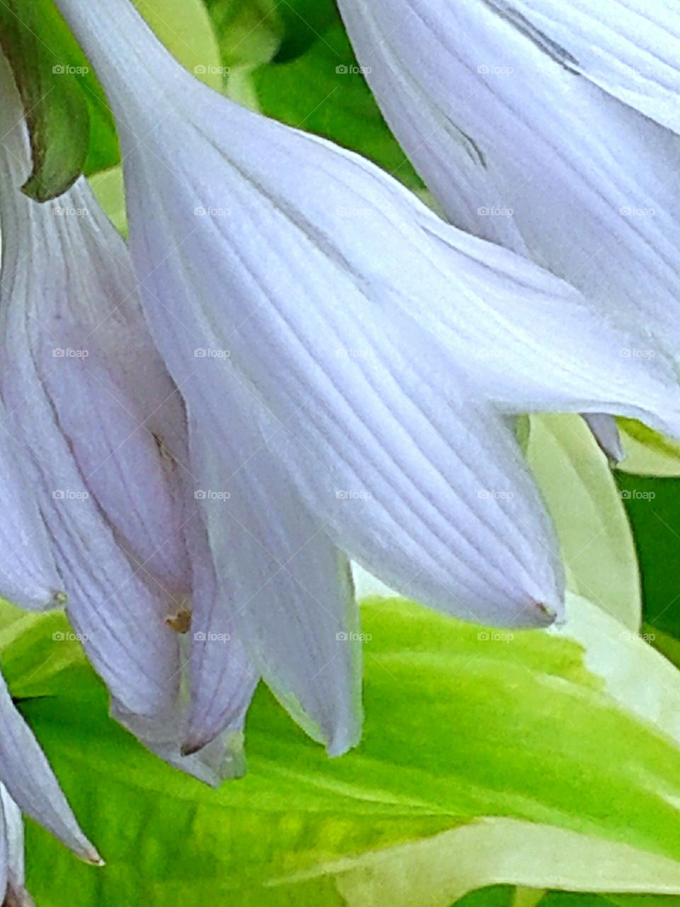 Pale blue Hosta bells. Lovely color and charm.