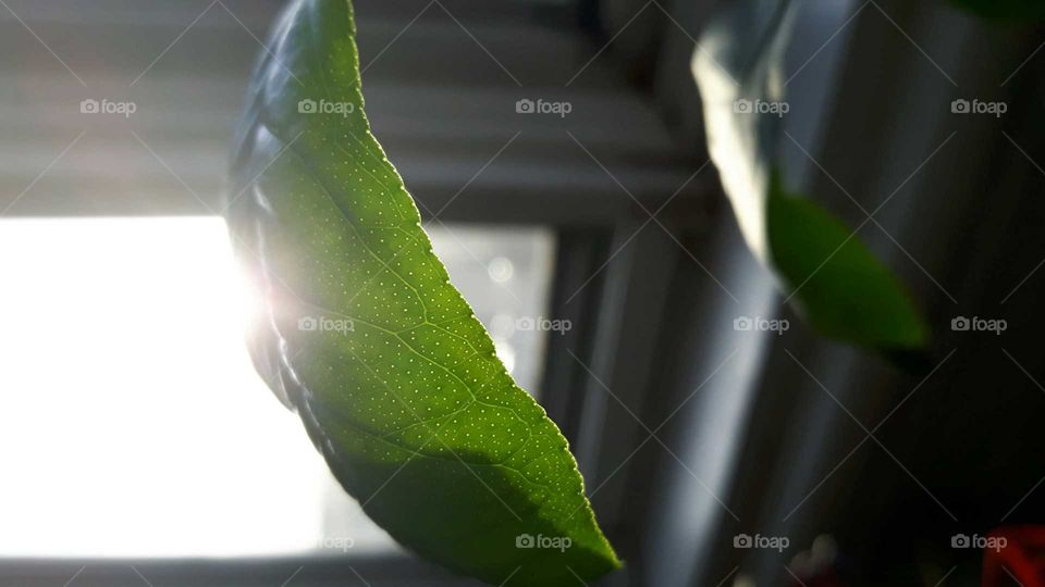 ray on the leaf!!!