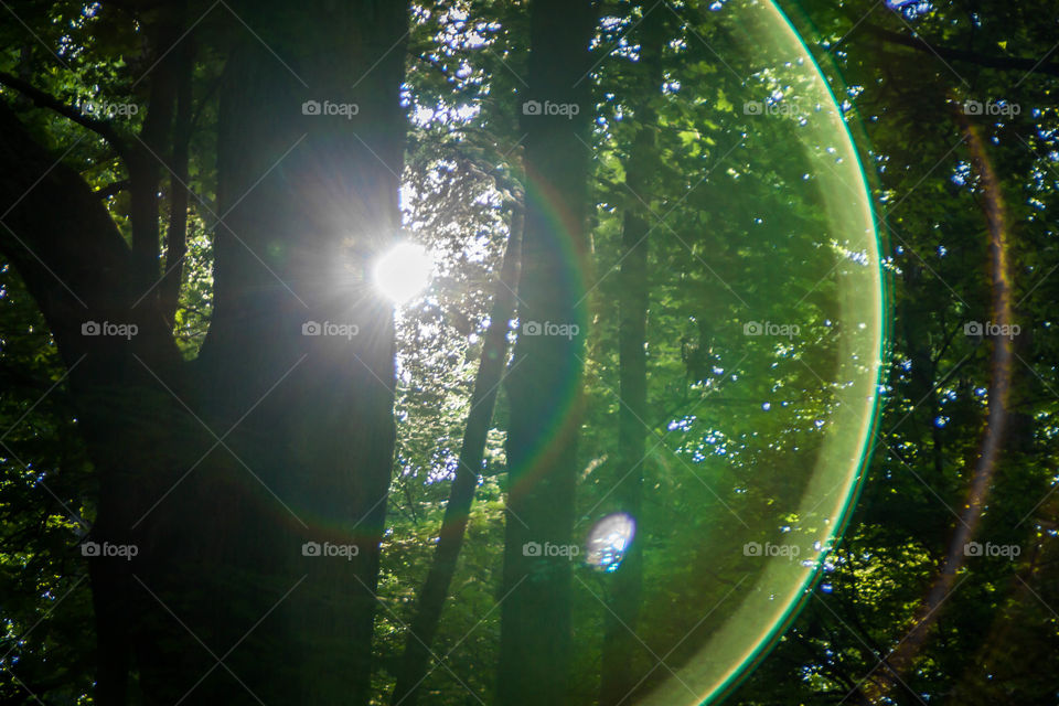 Sunbeam through trees with lens flare