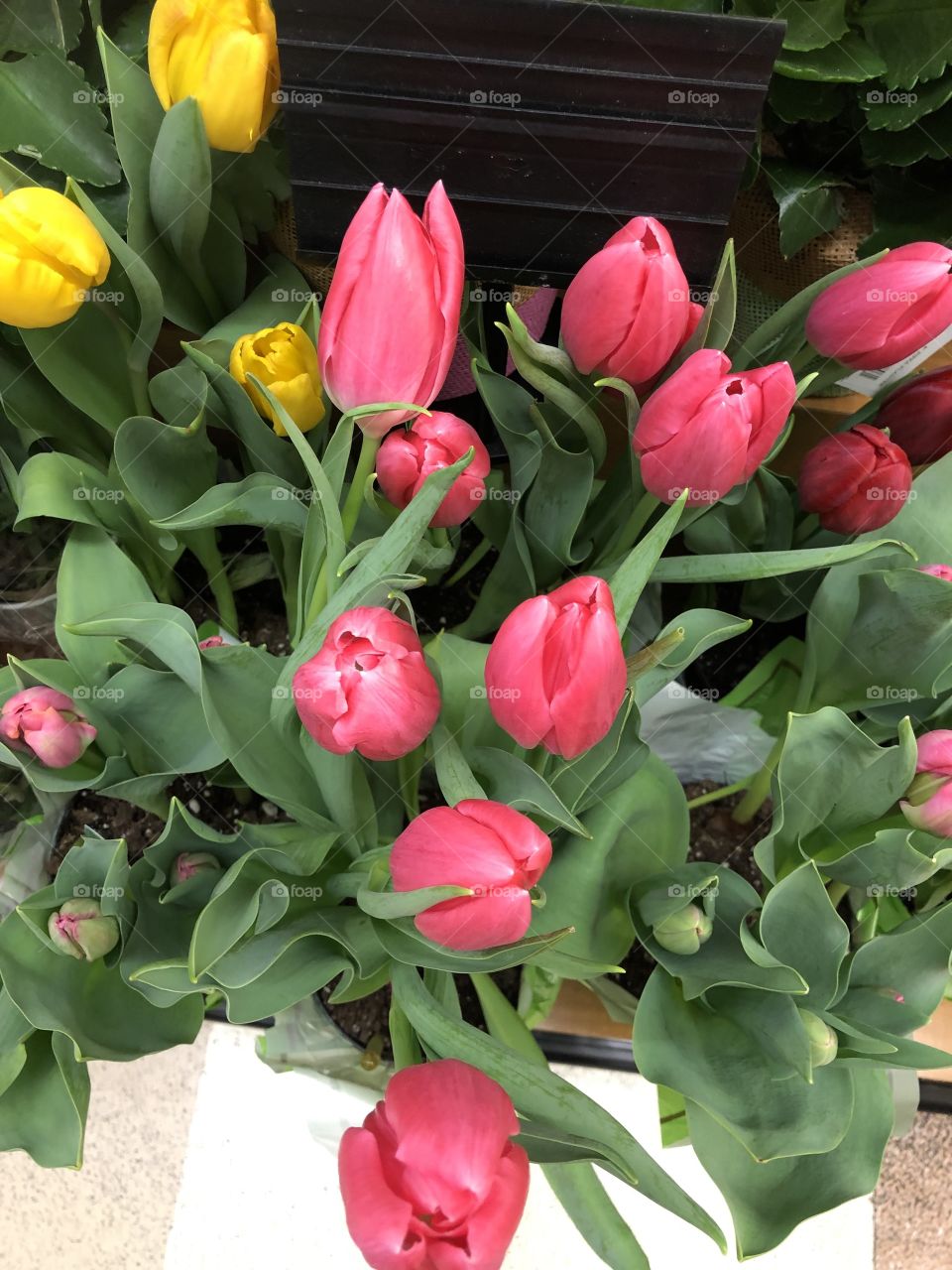 Tulips, so pretty