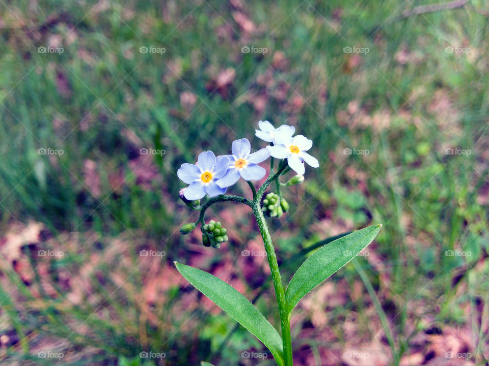 White Forest Wildflower