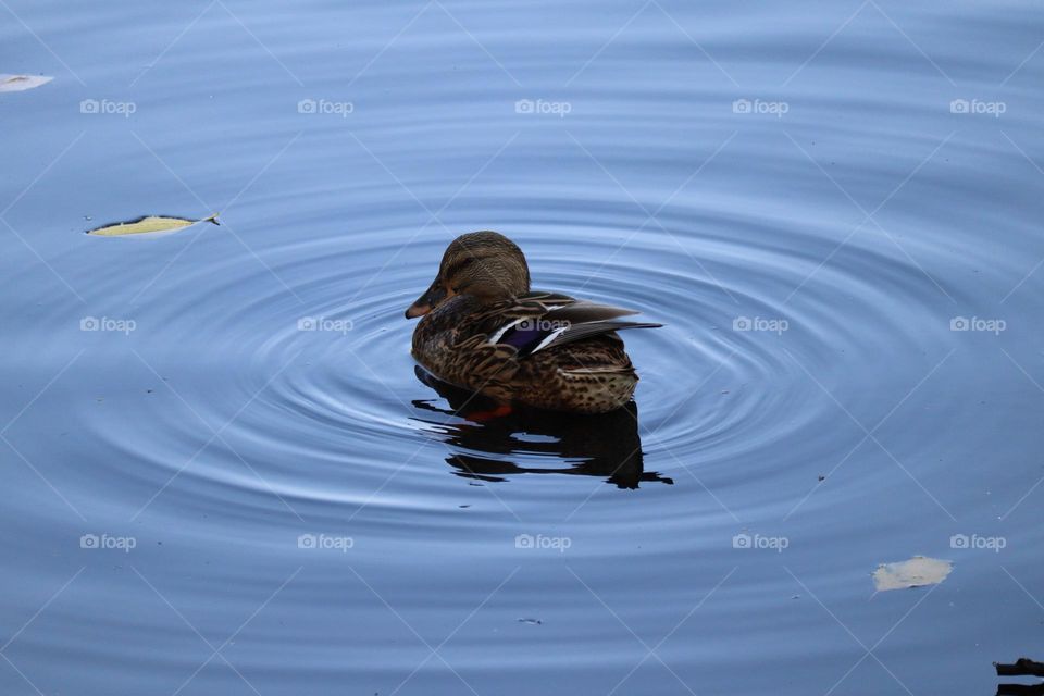 Mallard floating on the pond