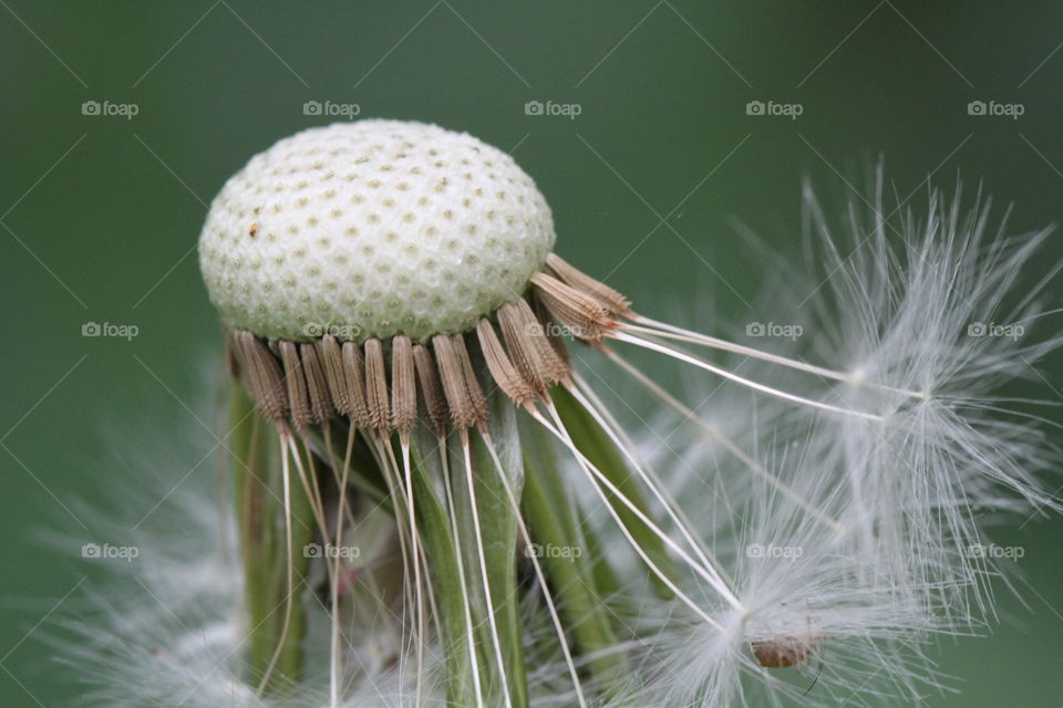 Dandelion seeds clinging to the head of a dandelion plant after wind has blown others seeds away.