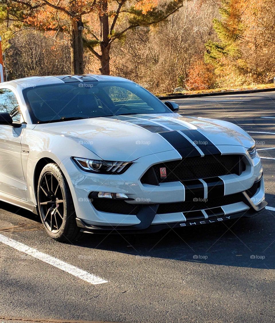 Shelby Mustang