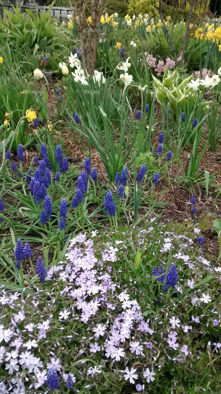 Spring Flowers Blooming in NYC Park