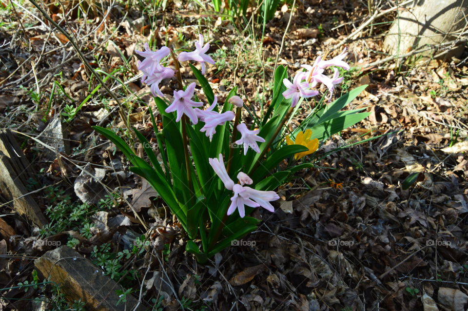 Pink Daffodils in spring sun