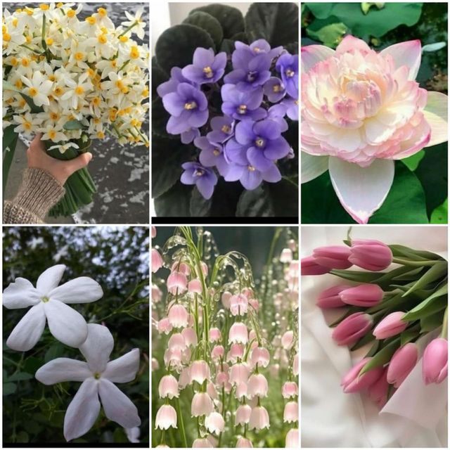 Flowers