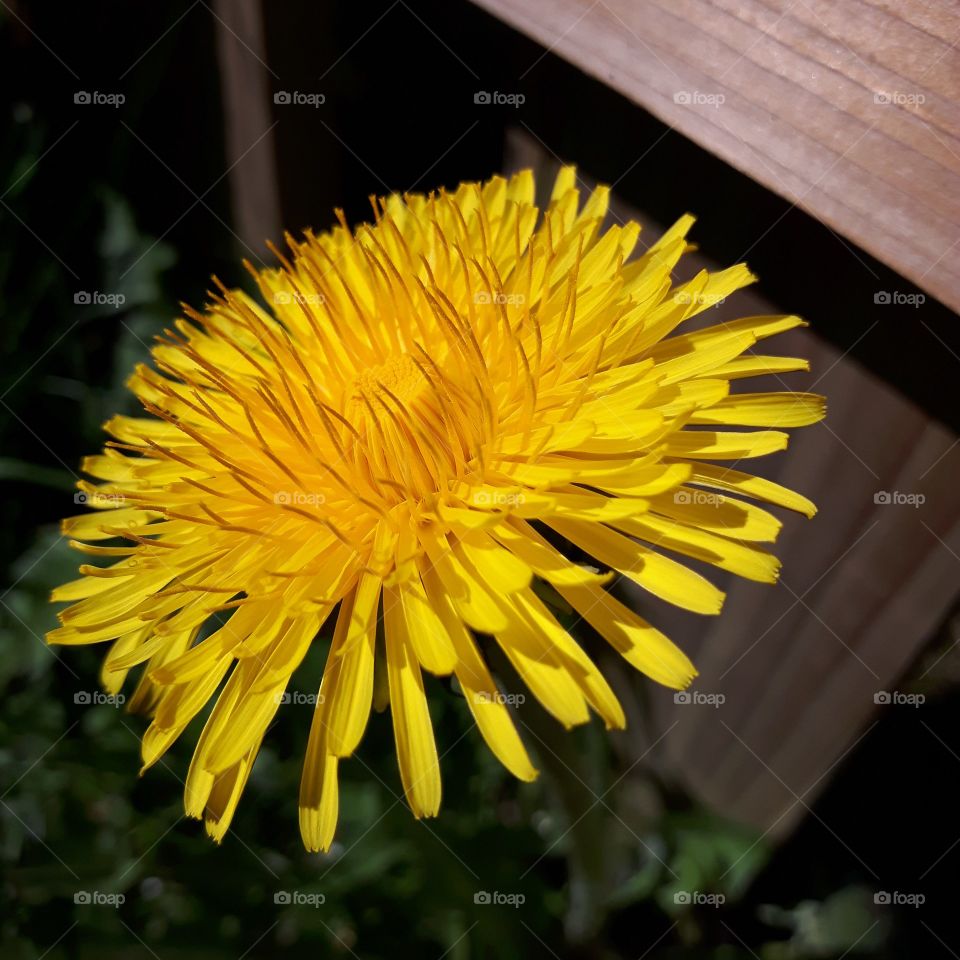 dandelion taken with Samsung s5 camera