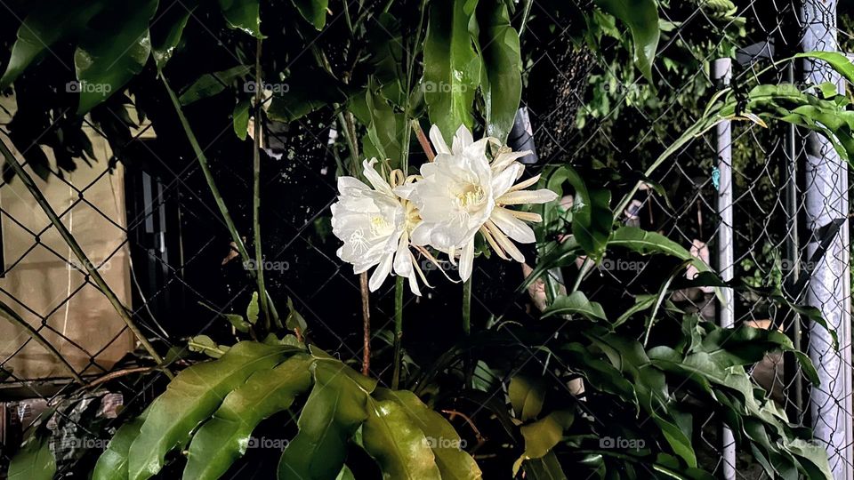 夜晚盛開的曇花