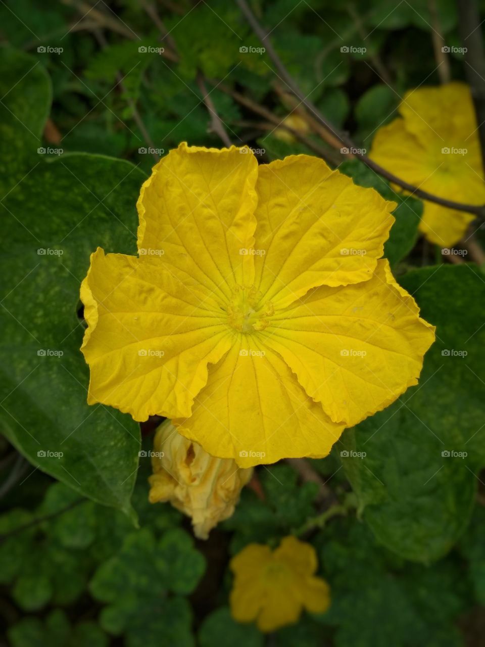 Sponge Gourd Flower | Yellow Flower | Sponge Gourd Plant | Gilki flower