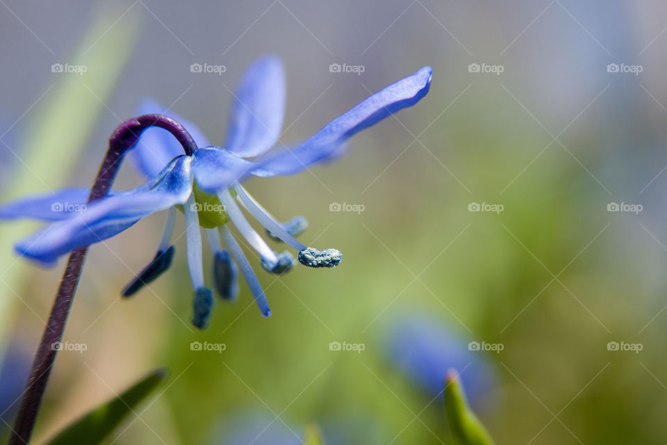 Early spring flowers