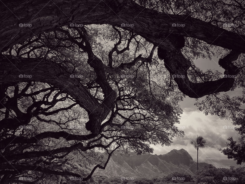 Sepia tinted view of Diamond Head from under the branches of a shade tree 
