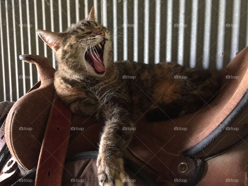 Mr. Milo Tatman takes a stretch