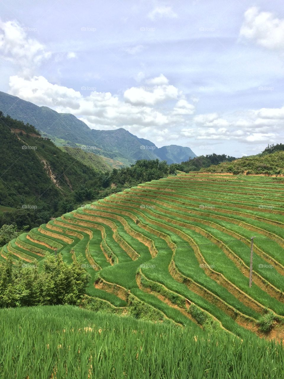 Rice field in Nothern Vietnam