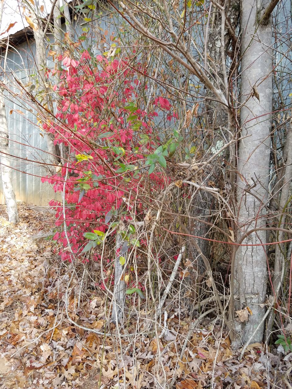 beautiful scenery out in the country with some red color for contrast