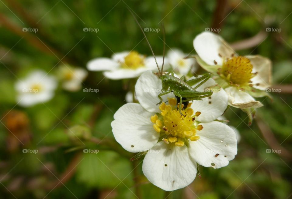 Little tiny  Grasshopper on a tiny flower