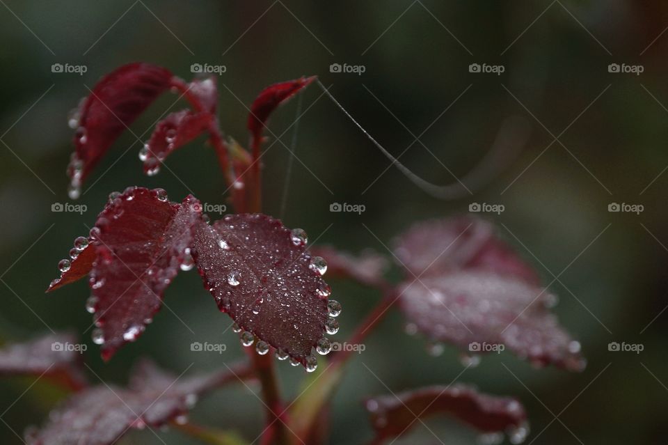 Dew drops on the red leaves