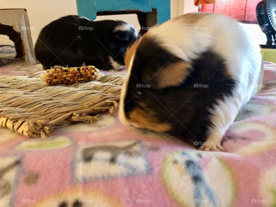 Danny & Timmy playing together / Danny multi color 