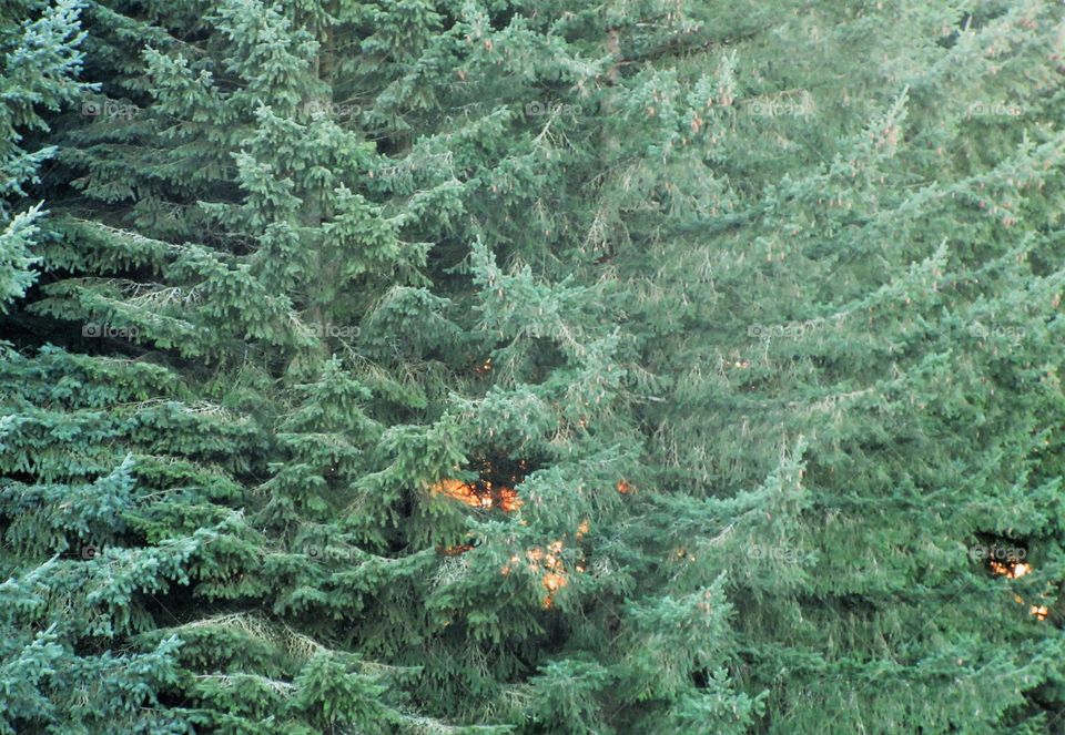 sunset hidden by trees