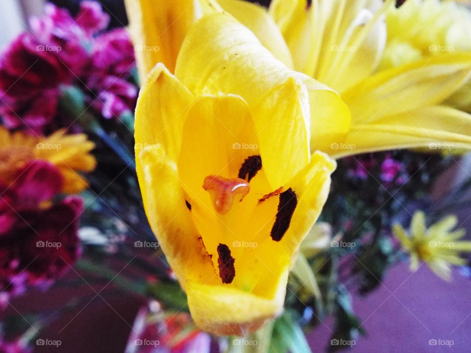 A Yellow Tulip