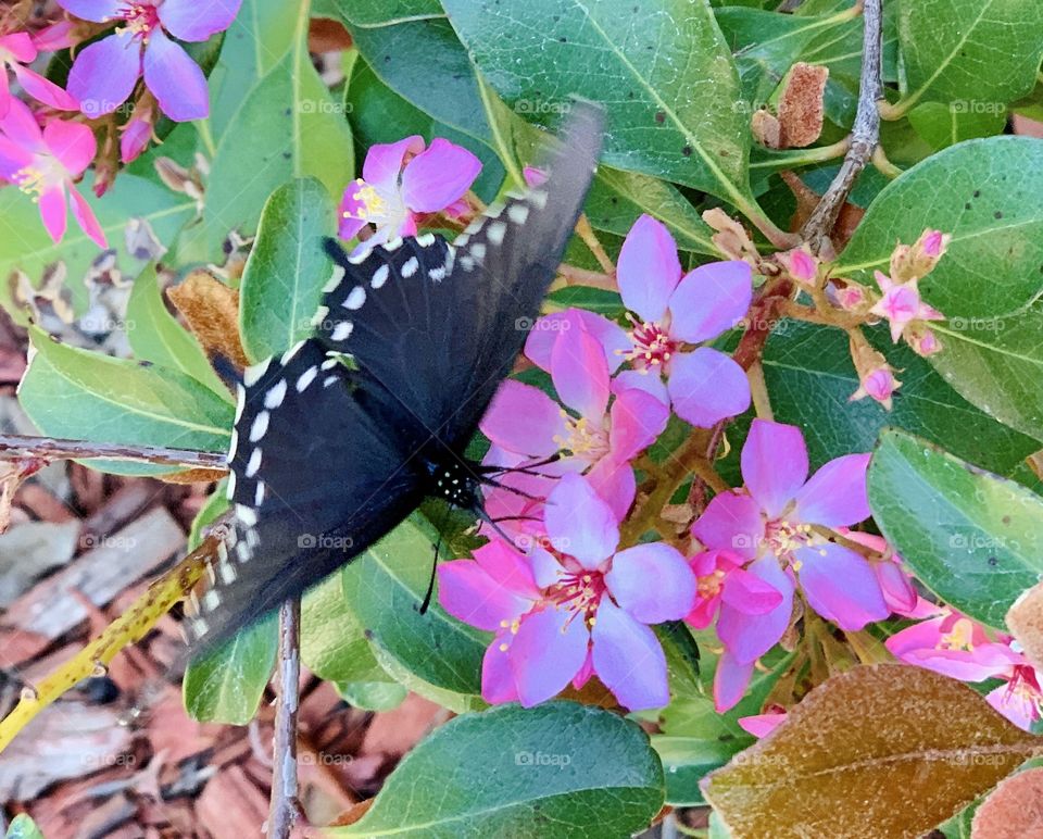 Black butterfly