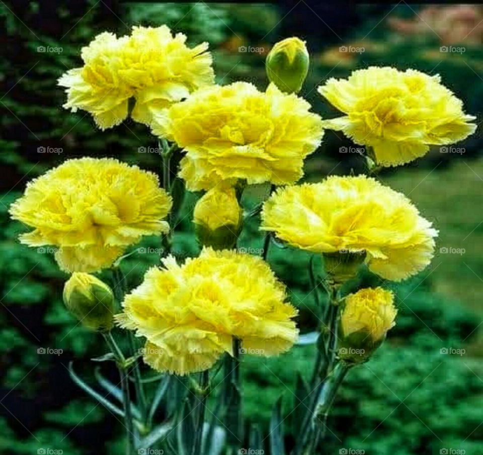 Beautiful yellow carnation rose