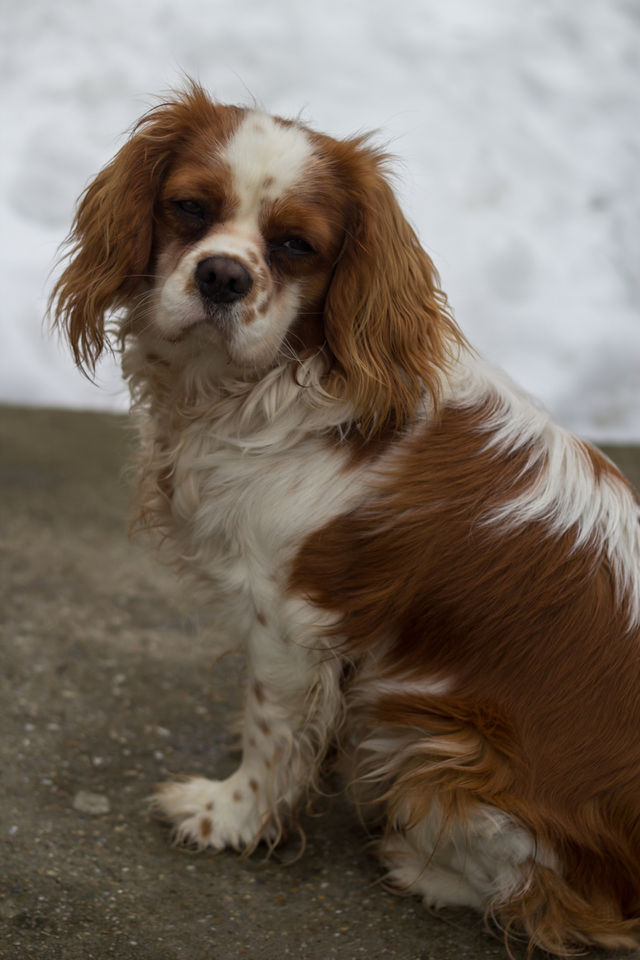 dog animal puppy friend by ndia