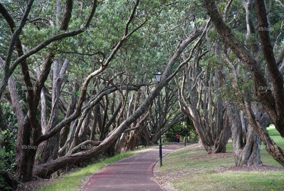 Tree pathway 