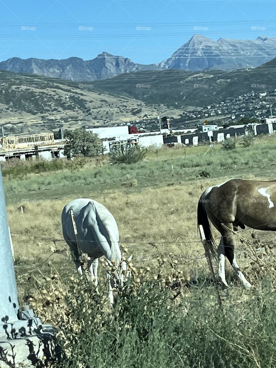 Horses in the country 