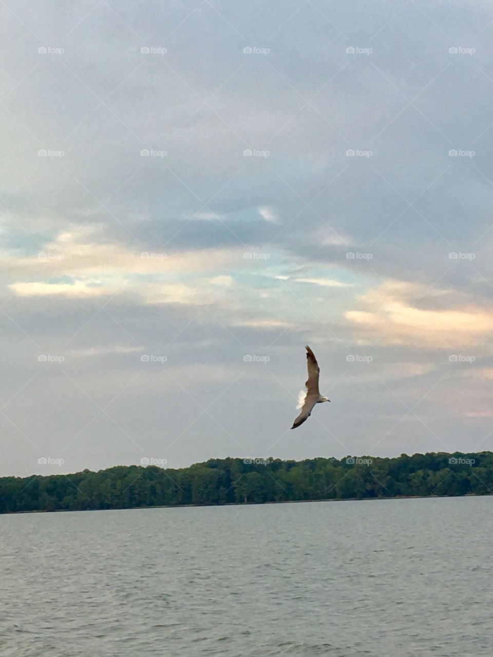 Bird in flight over water